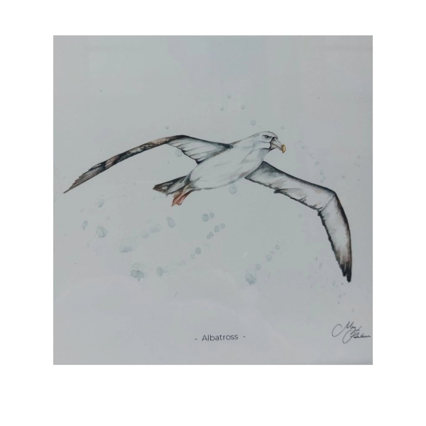 **NEW**  Albatross Framed Print