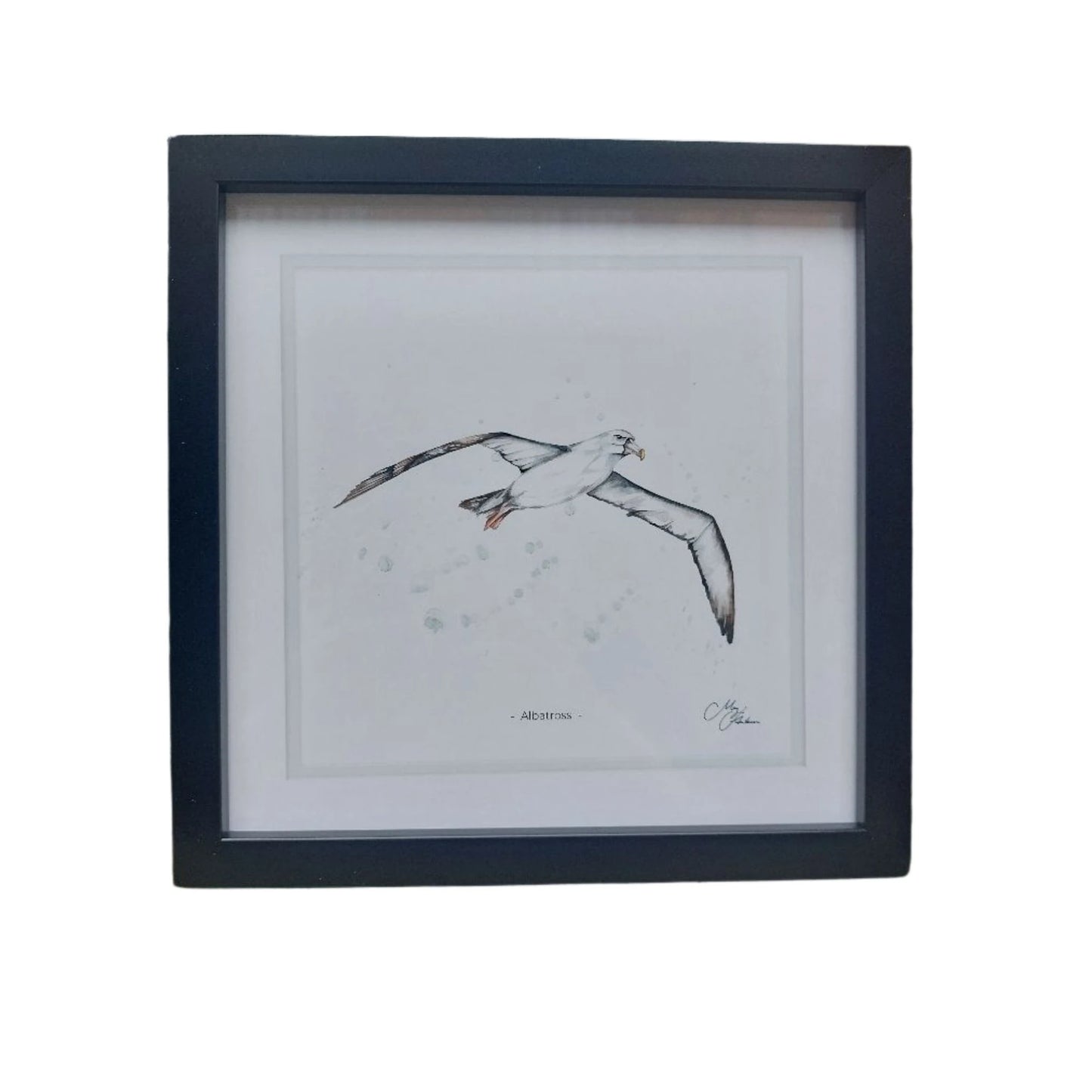**NEW**  Albatross Framed Print