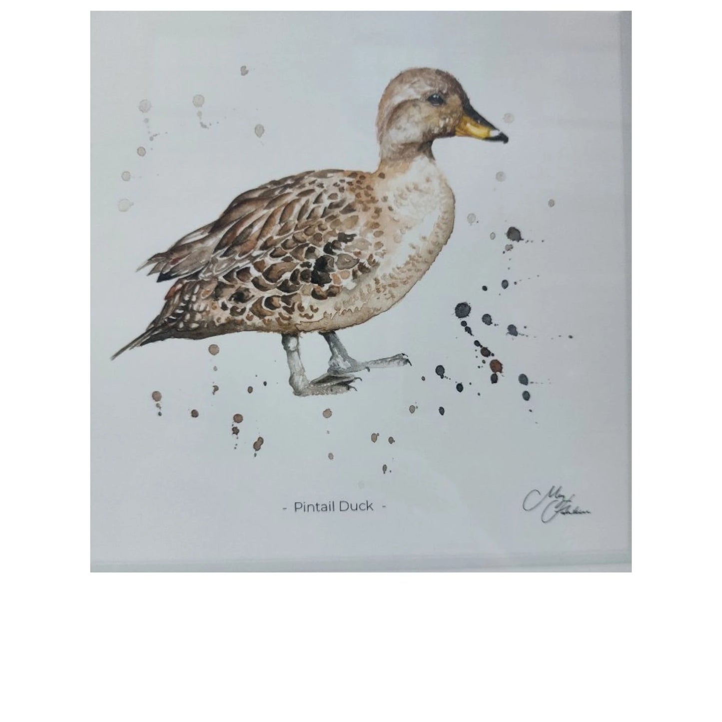 **NEW**  Pintail Duck Framed Print