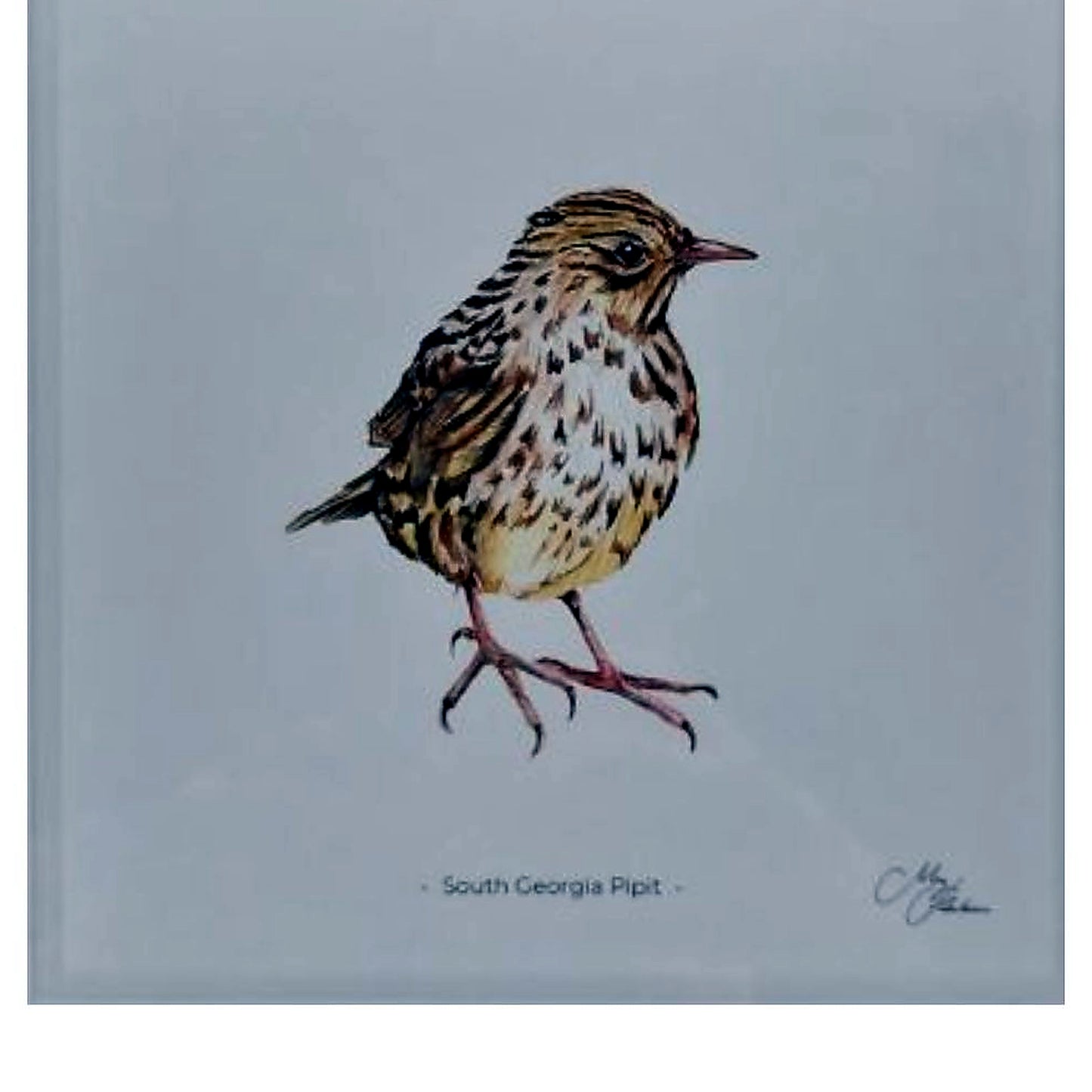 **NEW**  South Georgia Pipit Framed Print