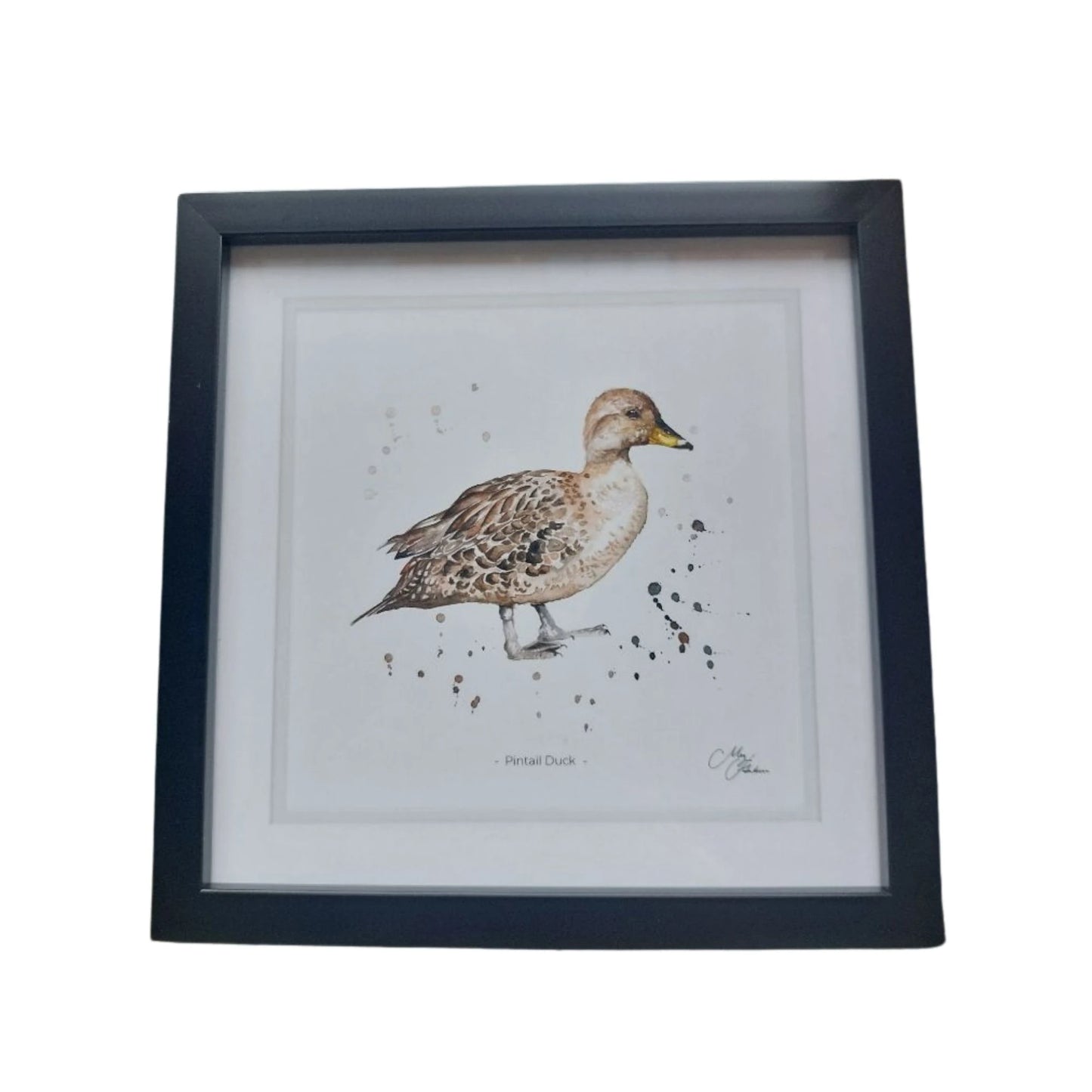 **NEW**  Pintail Duck Framed Print