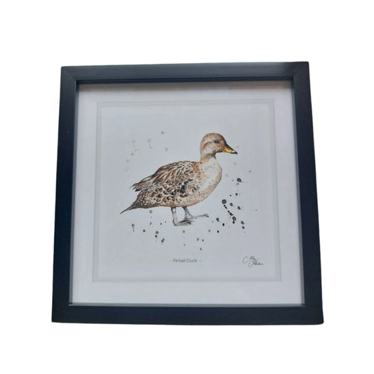 **NEW**  Pintail Duck Framed Print