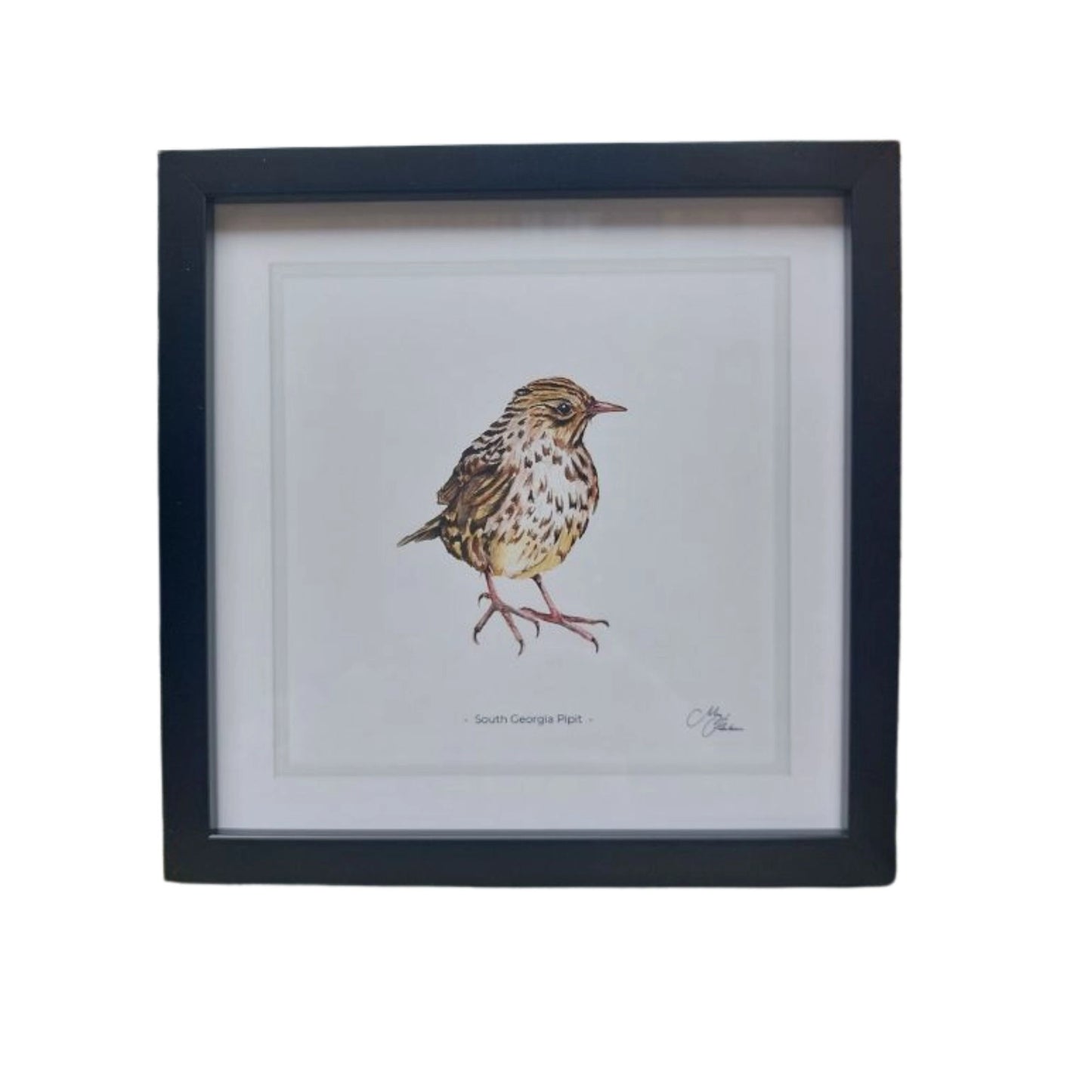 **NEW**  South Georgia Pipit Framed Print