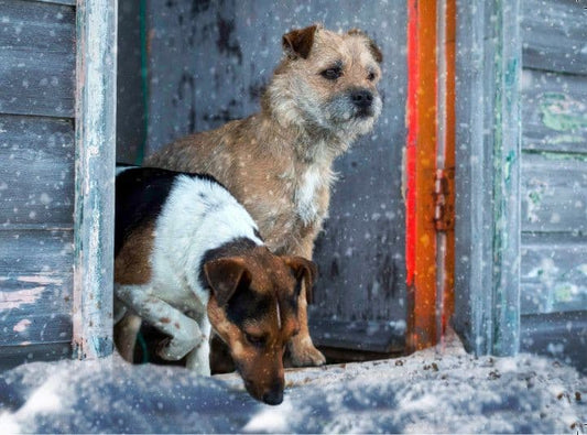 Detector Dog Christmas Card