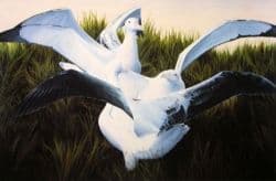 Gamming Wandering Albatrosses, Prion Island, South Georgia -size A3