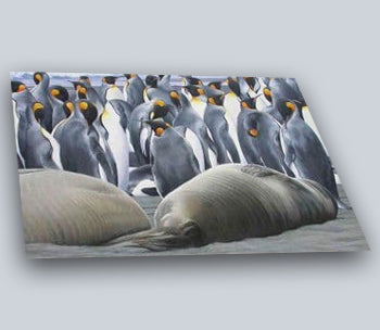 King Penguins and Elephant Seal pups, South Georgia - size A3