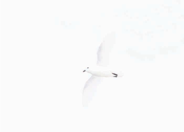 Snow Petrel Christmas Cards (pk of 6)