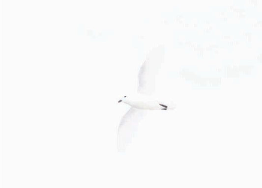Snow Petrel Christmas Cards (pk of 6)