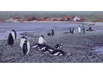 Stromness with King and Gentoo penguins