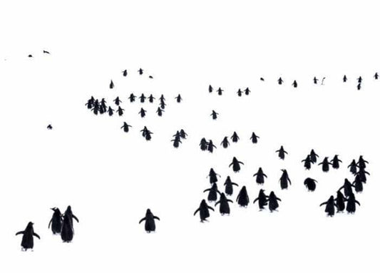 Walking Home Christmas Cards (pk of 6)