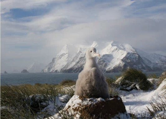 Wanderer Chick Christmas cards (pk of 6)